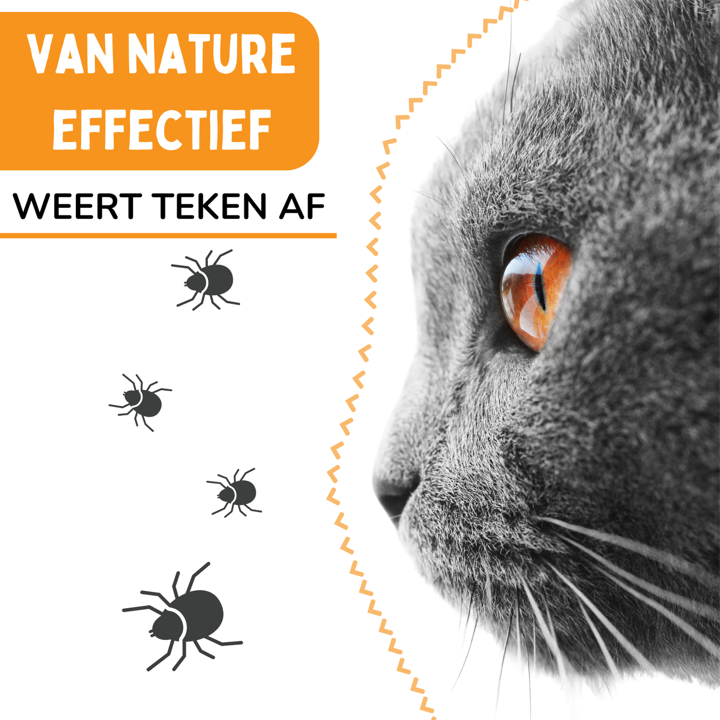 Vlooienband Kat - Effectief Tegen Vlooien En Teken - 100% Natuurlijk - Organic