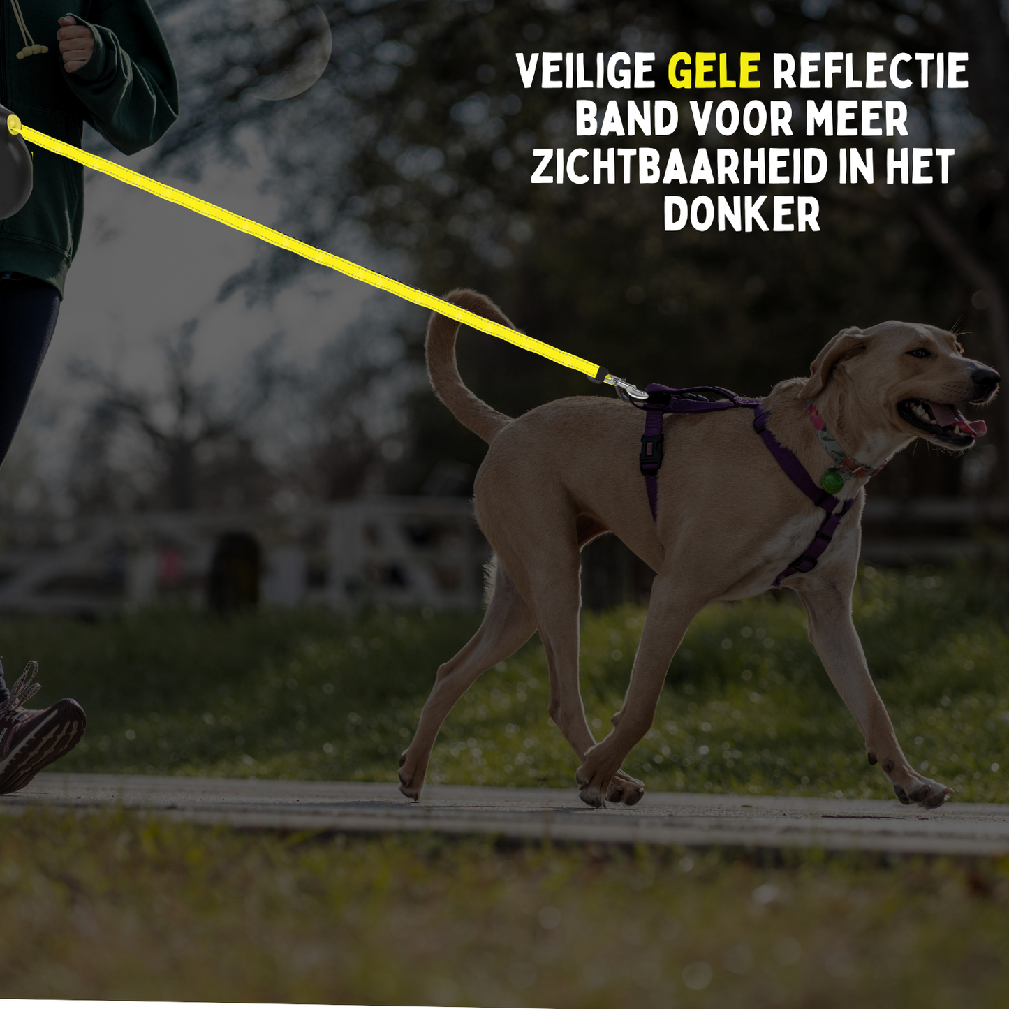 By Cee Cee Hondenriem 8 Meter - Looplijn voor Hond Tot 50KG - NIEUW!