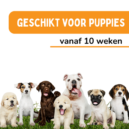 Vlooienband Hond -  Effectief Tegen Vlooien En Teken - 100% Natuurlijk - Organic